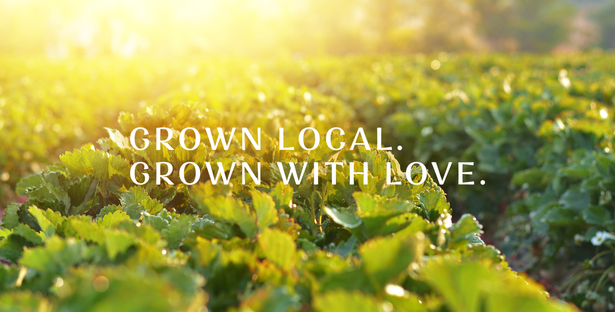 ALTR-ManorinaFarm-18